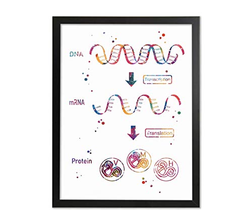 ДНК и РНК Изразяването на гените Акварел Изкуство 8x10 Без Рамки Набор от Печат Химия и Лаборатория за Наука Учител Д-р