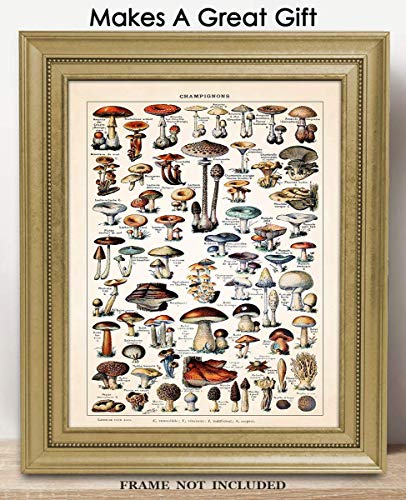 Vintage Mushroom Print Poster: 11x14 Unframed Photo For Home, Office, Dorm & Спалня Декор - Креативна идея за подарък