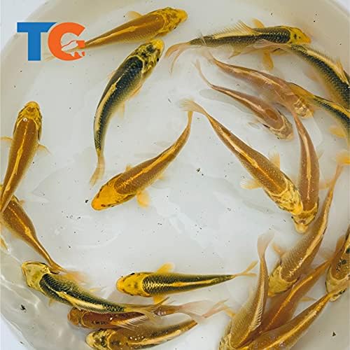 Toledo златната рибка Live Sunshine Yellow Standard Koi за басейни, цистерни или резервоари – USA Born and Raised – Live