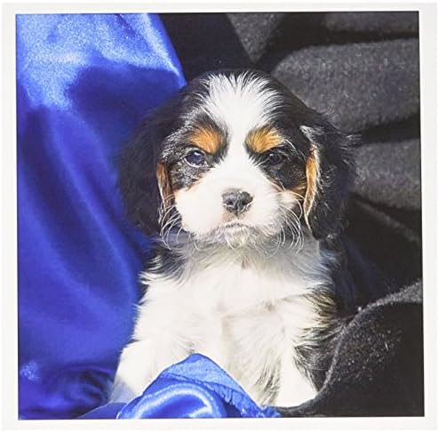A Cavalier King Charles Spaniel puppy dog - за Поздравителна картичка, 6 x 6 инча, единичен (gc_88791_5)