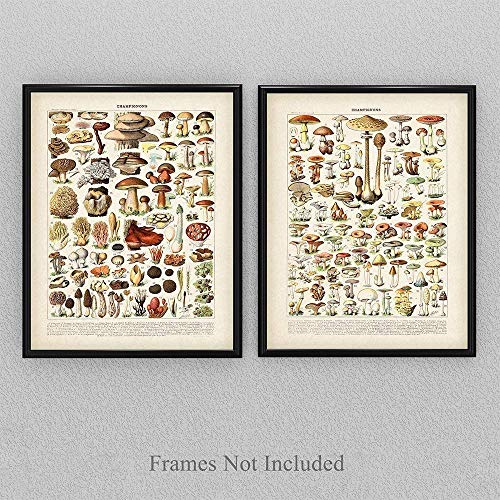 Старинните френски гъби - Комплект от две - 11x14 Unframed Botanical Art Print Poster Decorations - Перфектният декор