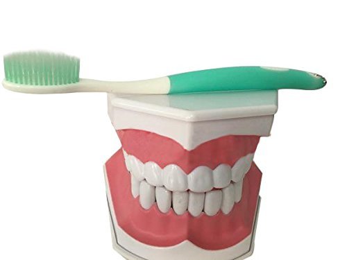 Модел на зъбите Removabel Устната Зубоврачебная Материална Обучение Модел на Зъба с Четка за зъби